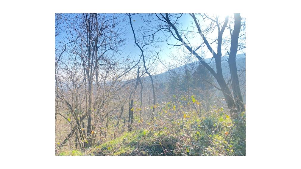 PREDAJ: Vinica 3755 m2 Šinweg, Krasňany, Rača