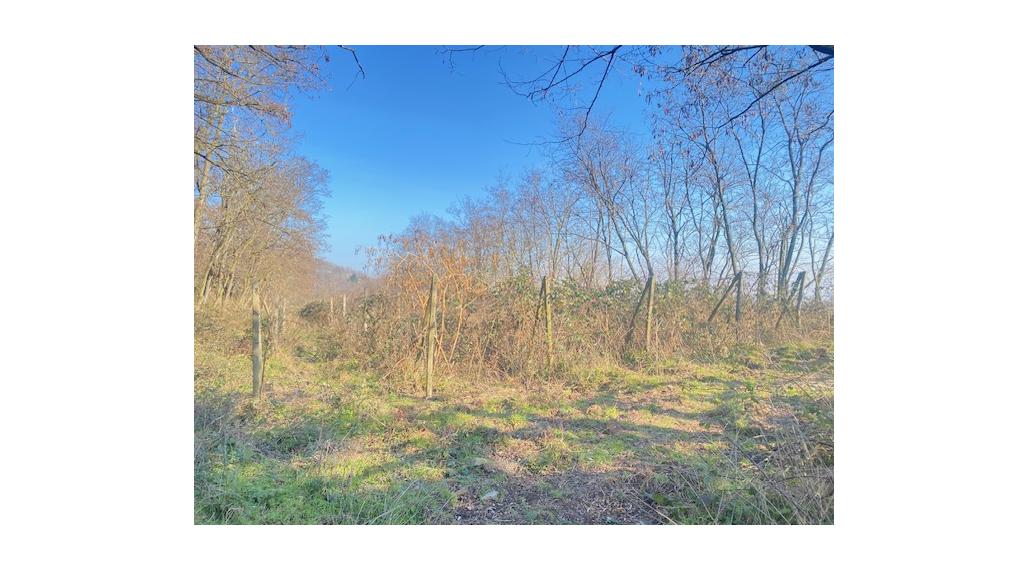 PREDAJ: Vinica 3755 m2 Šinweg, Krasňany, Rača