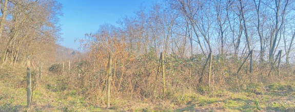 PREDAJ: Vinica 3755 m2 Šinweg, Krasňany, Rača