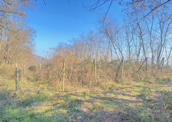 PREDAJ: Vinica 3755 m2 Šinweg, Krasňany, Rača